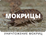 Уничтожение моркиц